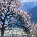 林芝旅游 缩略图 6