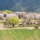 林芝旅游 缩略图 5