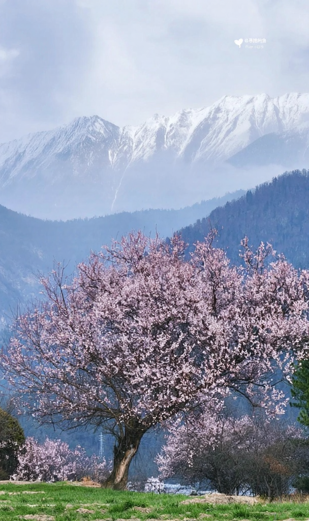 林芝旅游