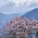 林芝旅游 缩略图 1