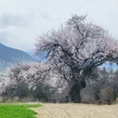 林芝旅游 缩略图 8