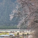 林芝旅游 缩略图 13