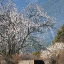林芝旅游 缩略图 12