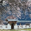 林芝旅游 缩略图 1