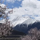林芝旅游 缩略图 3