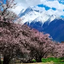林芝旅游 缩略图 4