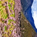 林芝旅游 缩略图 5