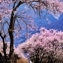 林芝旅游 缩略图 1