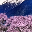 林芝旅游 缩略图 4
