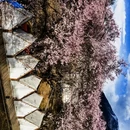 林芝旅游 缩略图 11