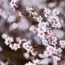 林芝旅游 缩略图 7