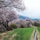 林芝旅游 缩略图 4