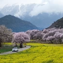 林芝旅游 缩略图 2