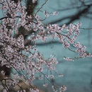 林芝旅游 缩略图 7