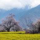 林芝旅游 缩略图 3