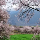 林芝旅游 缩略图 6