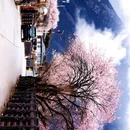 林芝旅游 缩略图 15