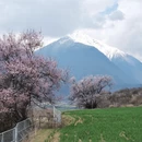 林芝旅游 缩略图 11