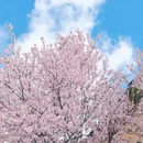 林芝旅游 缩略图 1