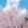 林芝