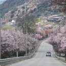 林芝旅游 缩略图 9