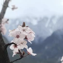 林芝旅游 缩略图 5