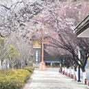 林芝旅游 缩略图 10