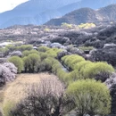林芝旅游 缩略图 16
