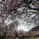 林芝旅游 缩略图 1