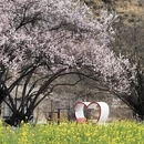 林芝旅游 缩略图 7