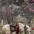 林芝旅游 缩略图 6