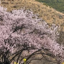林芝旅游 缩略图 4
