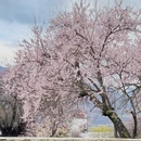林芝旅游 缩略图 6