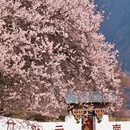 林芝旅游 缩略图 3