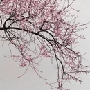 林芝旅游 缩略图 5
