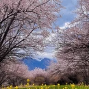 林芝旅游 缩略图 7