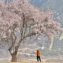 林芝旅游 缩略图 14