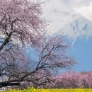林芝旅游 缩略图 9