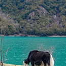 林芝旅游 缩略图 3