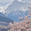 林芝旅游 缩略图 15