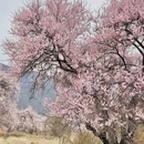 林芝旅游 缩略图 17