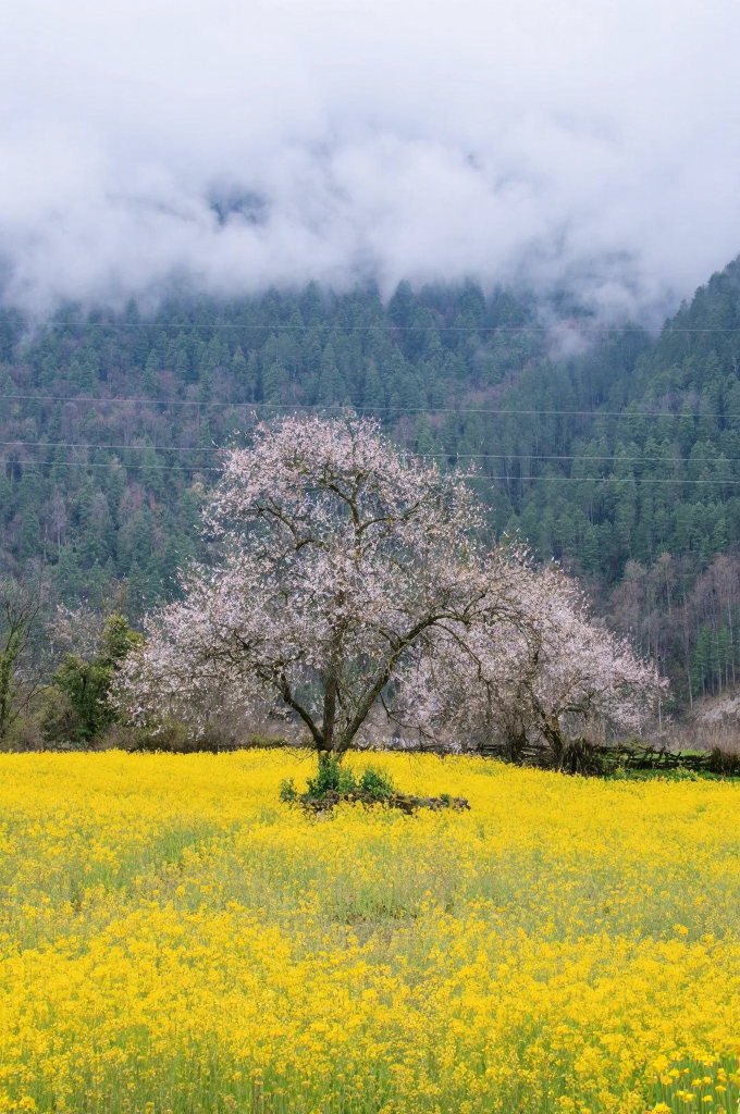 林芝旅游
