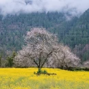 林芝旅游 缩略图 1