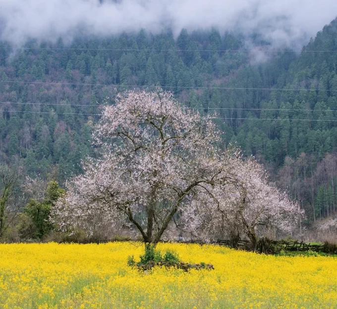 林芝旅游 1