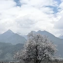 林芝旅游 缩略图 4