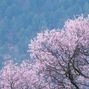 林芝旅游 缩略图 2