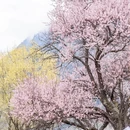林芝旅游 缩略图 4