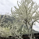 林芝旅游 缩略图 7