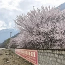 林芝旅游 缩略图 6