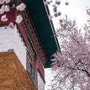 林芝旅游 缩略图 2